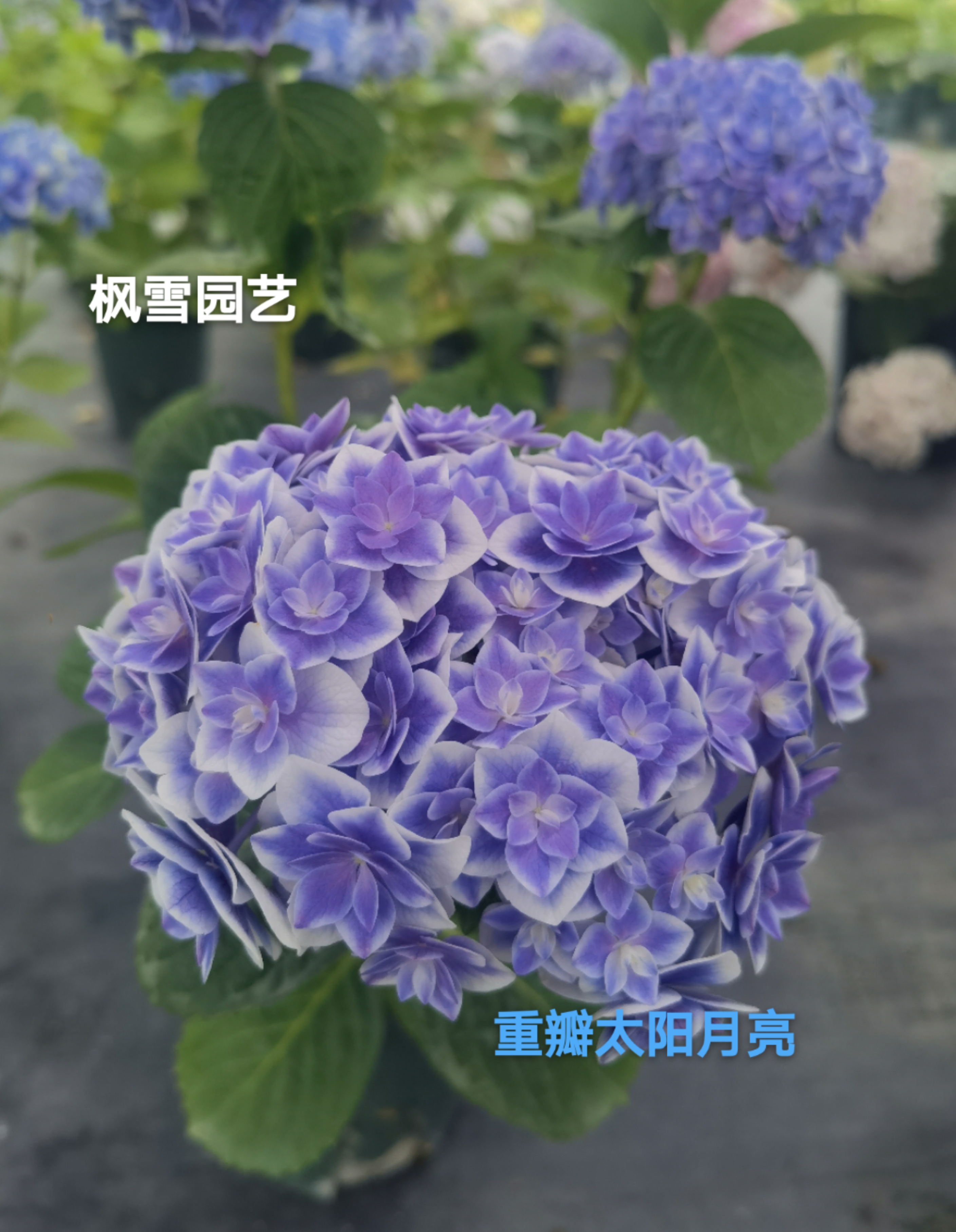 大花绣球新品太阳月亮