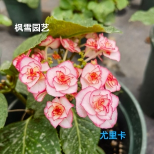 8.花宝彩色梦想花鸟风月露娜光云大花15cm控根盆绣球中苗花苗包邮