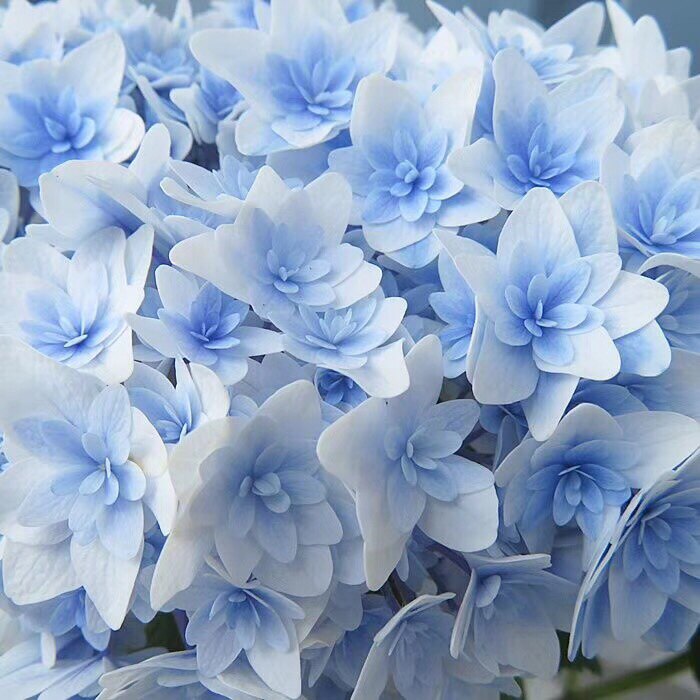 枫雪园艺  辉夜姬 进口重瓣大花绣球花苗扦插苗新品特价 包对版