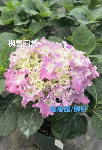 1.进口绣球花苗花卉盆栽植物彩色梦想卡伦细高跟惠子小姐4棵包邮