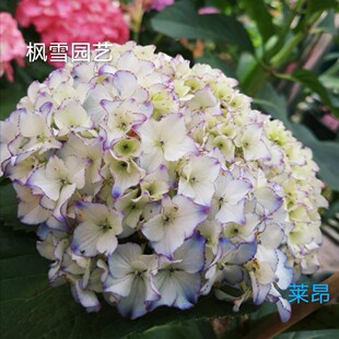 枫雪园艺 莱昂 盆栽花卉日本进口大花重瓣绣球花新品褶皱绣球