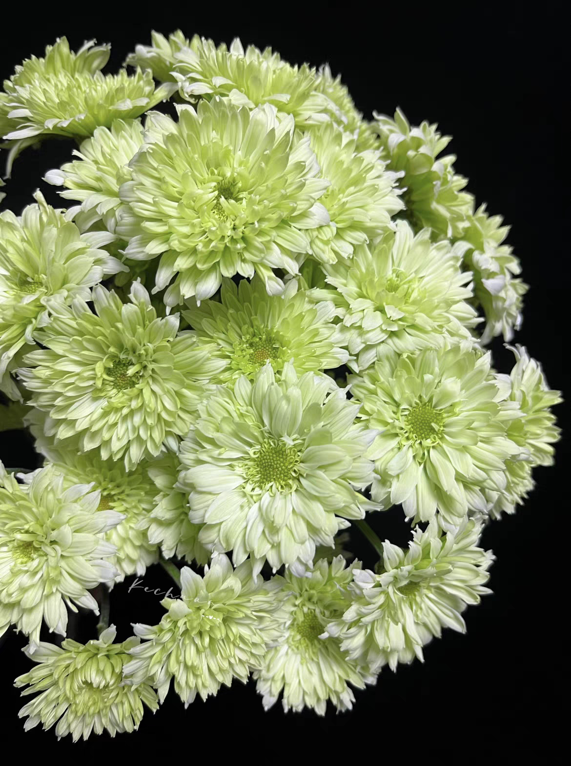 滇之翠羽 小菊花雏菊绿色盆栽植物花卉庭院子多年生扦插小苗