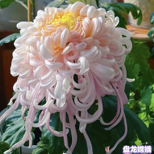 盘龙系列盘龙碧玉嫦娥木兰国菊大菊花独本菊盆栽植物花卉扦插小苗
