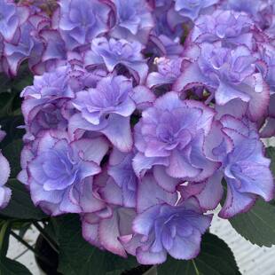 超新品 弗洛伦斯 进口大花绣球重瓣院子盆栽植物花卉花苗