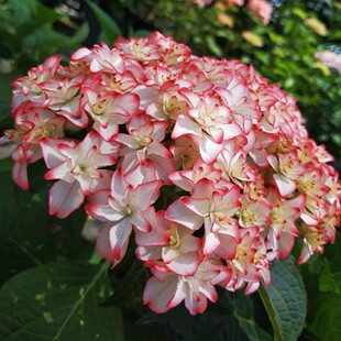 枫雪园艺 新品绣球 卡伦 盆栽庭院花园植物盆栽花卉日本进口绣球