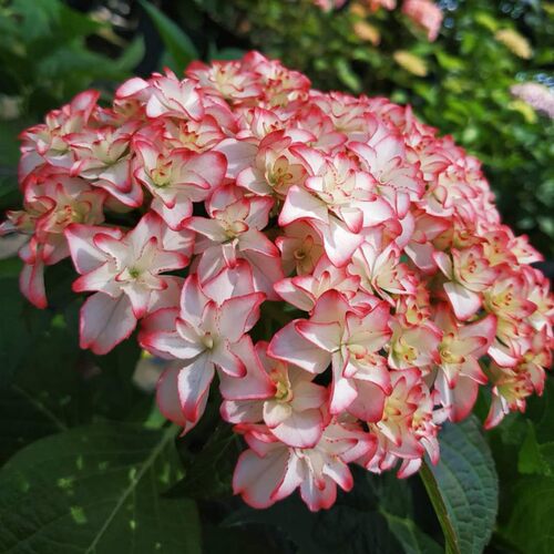 枫雪园艺 新品绣球 卡伦 盆栽庭院花园植物盆栽花卉日本进口绣球