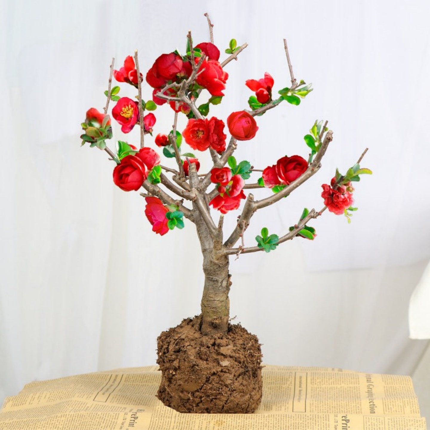 耐寒海棠花盆栽日本长寿冠海棠盆景花苗地栽树苗重瓣花卉耐热植物,鲜花速递/花卉仿真/绿植园艺,绣球/木绣球/木本植物,淘宝优惠券,粉丝福利购,淘宝优惠卷