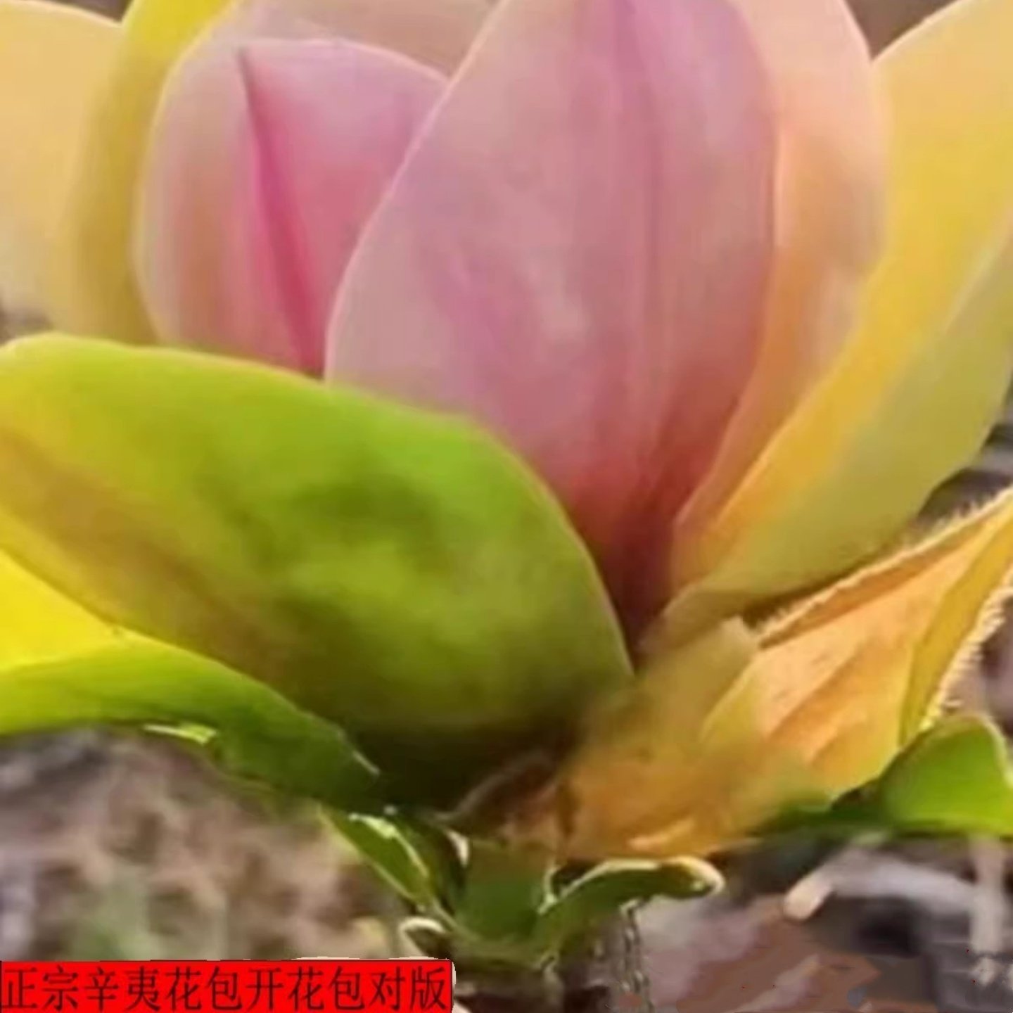 辛夷花树苗南北方地栽种植耐寒耐热正宗辛夷花苗盆栽植物美化庭院,鲜花速递/花卉仿真/绿植园艺,绣球/木绣球/木本植物,淘宝优惠券,粉丝福利购,淘宝优惠卷