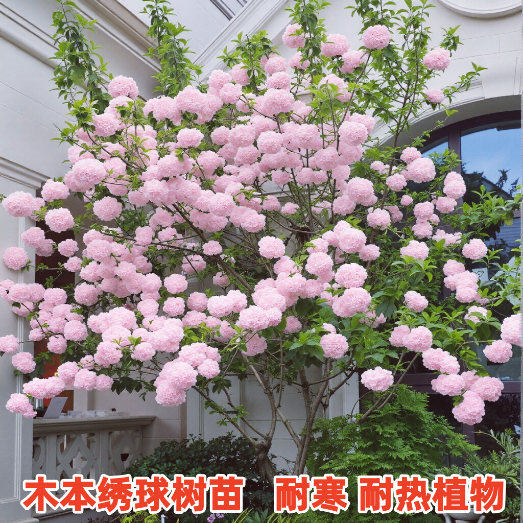 木本绣球花树苗盆栽地栽阳台庭院耐寒耐热风景树大花中华木绣球苗,鲜花速递/花卉仿真/绿植园艺,绣球/木绣球/木本植物,淘宝优惠券,粉丝福利购,淘宝优惠卷