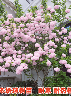 木本绣球花树苗盆栽地栽阳台庭院耐寒耐热风景树大花中华木绣球苗