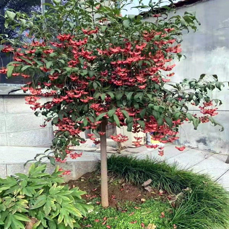 金丝吊蝴蝶树苗卫矛原生金线吊蝴蝶盆栽地栽花卉绿植开花庭院盆景