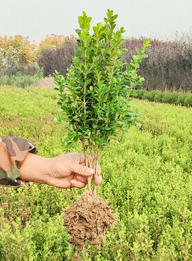 千年矮树苗 常绿 四季路边绿化花卉院子里种的花万年青树苗黄杨