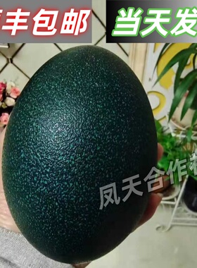 新鲜鸸鹋蛋 非鸡蛋澳洲墨绿色鸵鸟蛋食用春节送礼物元旦新年顺丰