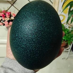 新鲜鸸鹋蛋 非鸡蛋澳洲墨绿色鸵鸟蛋食用春节送礼物元旦新年顺丰