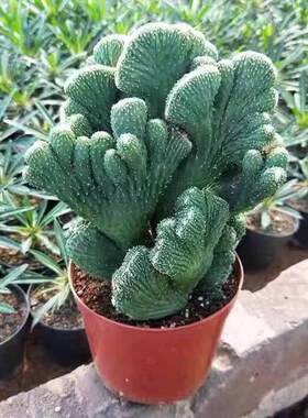 桌面仙人掌趣味多肉植物桌面观赏