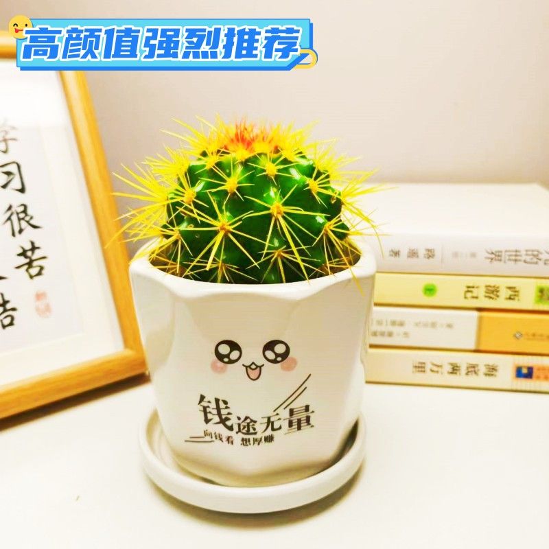 彩色金虎仙人球高颜值办公桌电脑多肉植物