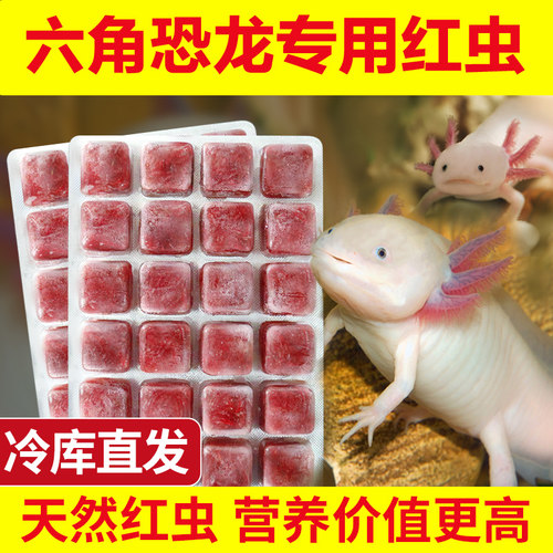 饲料六角娃娃鱼蝾螈下沉红虫