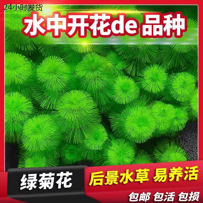 绿菊花活体真水草鱼缸水族箱松尾红菊造景淡水增氧植物阴性后景草