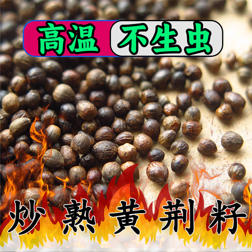炒熟不生虫沂蒙山区野生黄荆子
