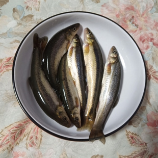 开河鱼活鱼冷水养殖东北特产打氧气5条左右