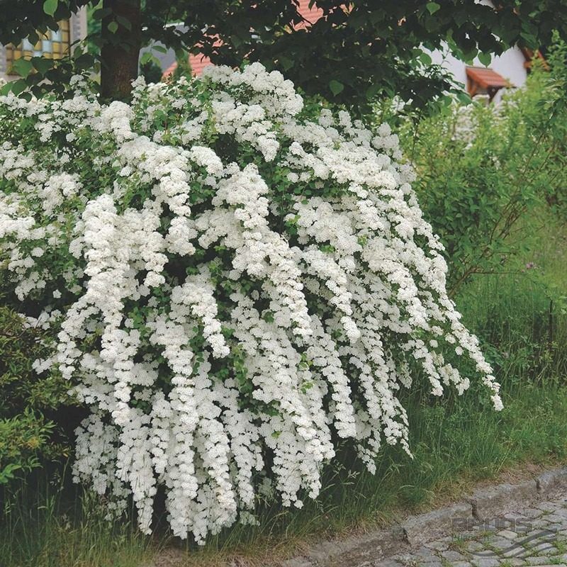 珍珠梅盆栽花苗菱叶绣线菊小手球树苗华北耐寒植物花卉盆景喷雪花