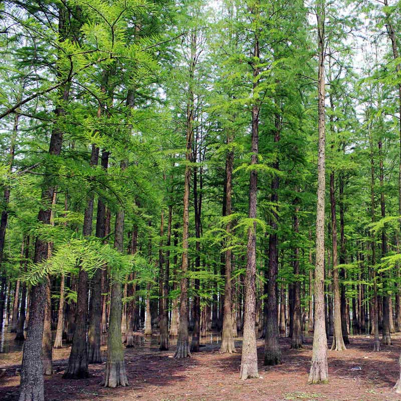 水杉苗水杉树苗云杉池杉小苗