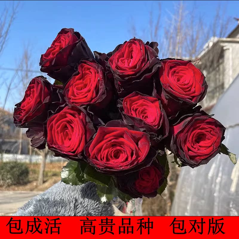 骇客切花玫瑰花苗暗黑黑金色系列特大花茶香灌木四季开月季花大苗