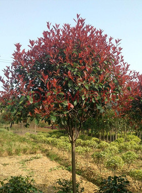 红叶石楠球树苗高杆大树球形小苗庭院园林绿化苗工程室外常青植物