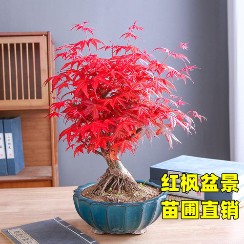 日本红枫盆景老桩矮霸红舞姬