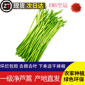 芦蒿 新鲜现摘3斤去叶当季 藜蒿农家菜蔬菜新鲜黎蒿野菜泥蒿篱蒿菜