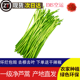 芦蒿 藜蒿农家菜蔬菜新鲜黎蒿野菜泥蒿篱蒿菜 新鲜现摘3斤去叶当季