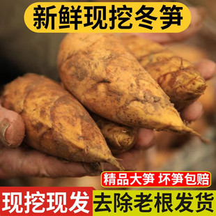 湖南冬笋新鲜现挖野生带壳黄泥大冬笋楠毛竹笋春笋尖蔬菜5斤整箱