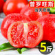 正宗自然熟普罗旺斯西红柿5斤新鲜生吃水果攀枝花露天沙瓤大番茄3