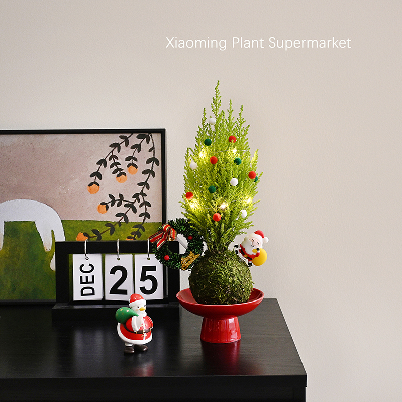 圣诞节日创意圣诞树香松摆件盆景