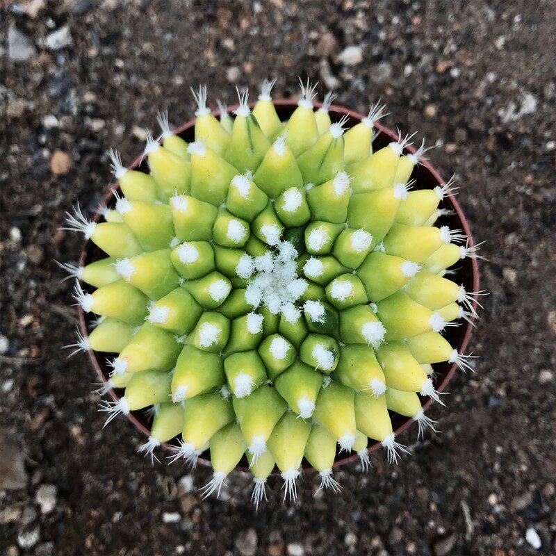 银春锦迎春超大仙人球自然锦开花仙人掌类多肉植物盆栽室内