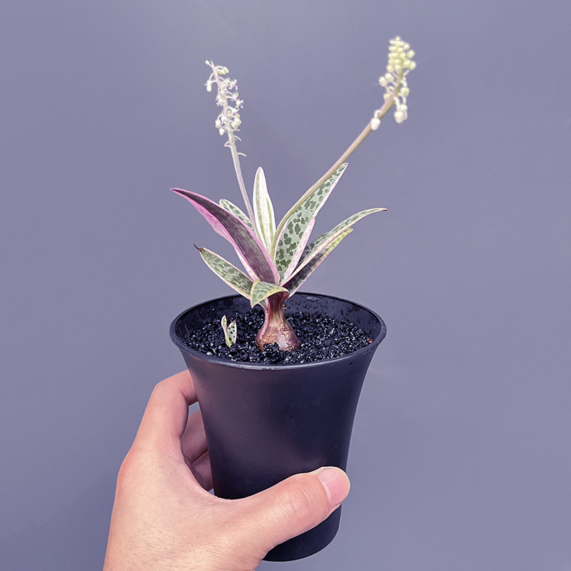 油点百合锦块根植物可爱多肉仙人球室内好养办公室群生绿植小盆栽