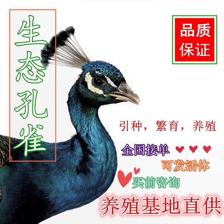 宠物活体 蓝宠物 孔雀鸟 孔雀活体 花宠物全国包活|msdalam kategori haiwan peliharaan/makanan haiwan dan bekalan, Burung dan bekalan, burung - dari Buy2taobao.com untuk memberikan perkhidmatan ejen Taobao profesional membeli