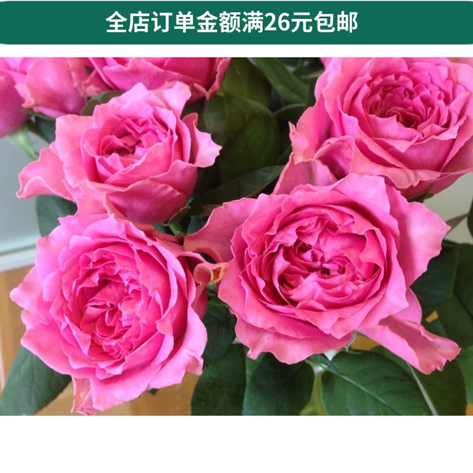 细波 五月伊芙琳 甜美 苏维尔西尼 松梦 双人芭蕾 书月季花苗
