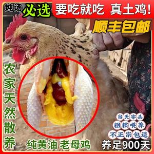 湛江安铺鸡黄油老母鸡土鸡农家散养土鸡农家散养走地鸡茂名白切鸡