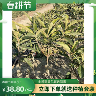 丰玉枇杷嫁接苗发源地苏州东山丰玉枇杷苗现挖带土球发货庭院果树