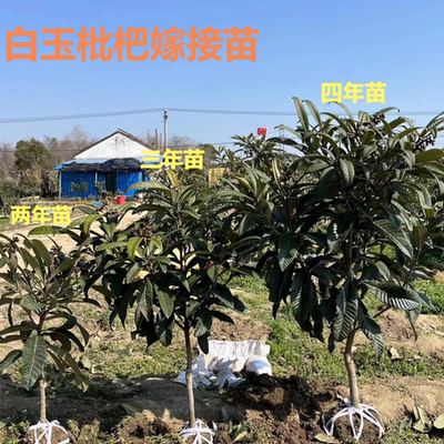 带土球发货白玉枇杷嫁接苗
