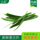 新鲜斑斓叶香兰叶食用班兰叶多省 蛋糕千层芒果糯米饭香兰叶 包邮