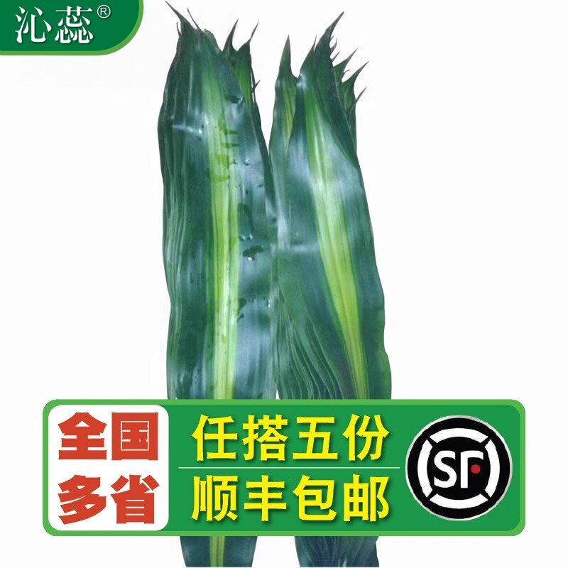 【沁蕊】新鲜巴西叶一把8片