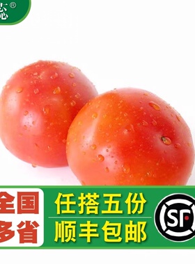 【沁蕊】新鲜蔬菜新鲜蕃茄 西红柿 番茄 洋红番茄 500g