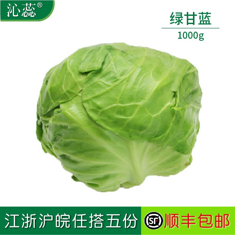 新鲜绿甘蓝卷心菜甘蓝菜蔬菜