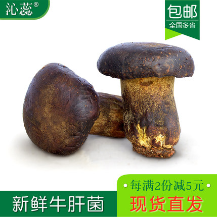 【沁蕊】新鲜黑牛肝菌  500g 牛肝菌 食品 蘑菇 多省1份包邮