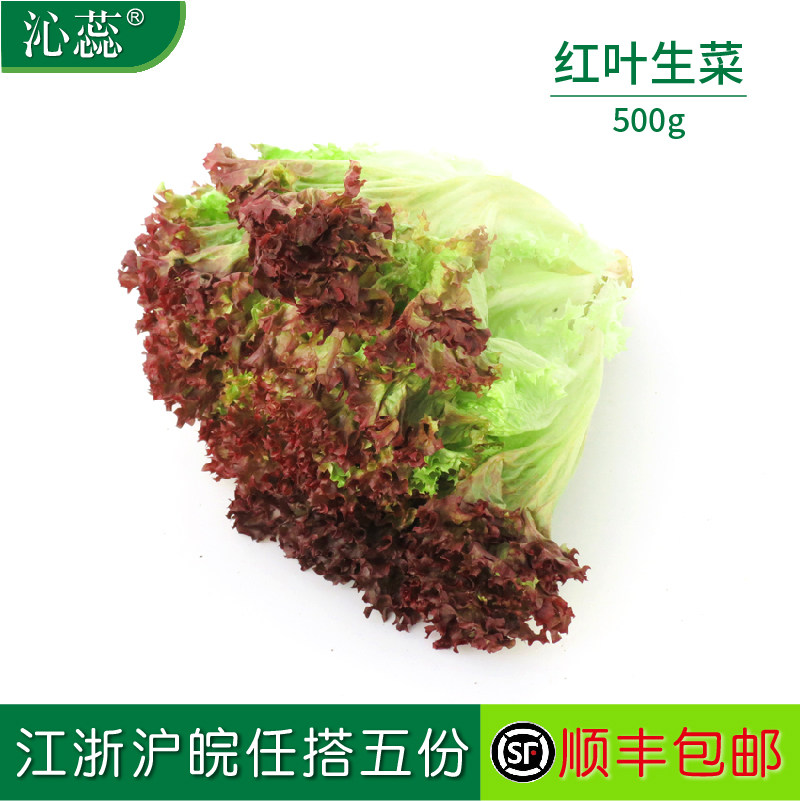 【沁蕊】新鲜红叶生菜沙拉菜500g