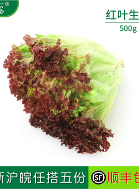 【沁蕊】 新鲜红叶生菜500g 紫叶生菜罗莎红沙拉菜紫生菜