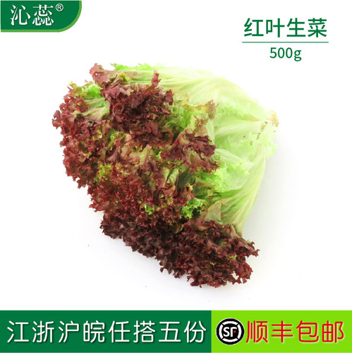 【沁蕊】新鲜红叶生菜沙拉菜500g