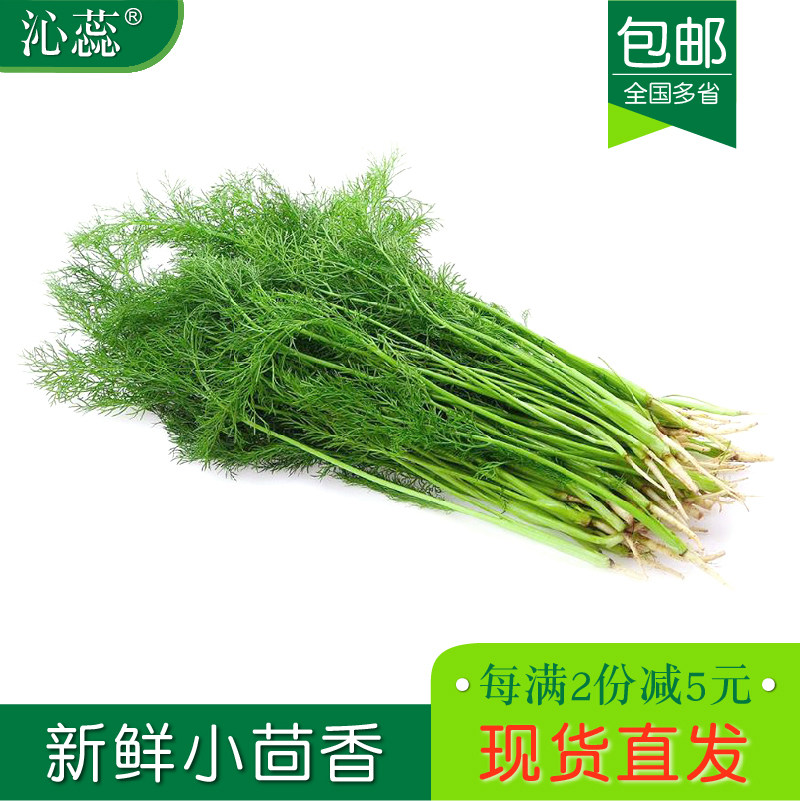 【沁蕊】新鲜小茴香500g茴香叶茎叶多省包邮茴香饺子馅食用茴香叶